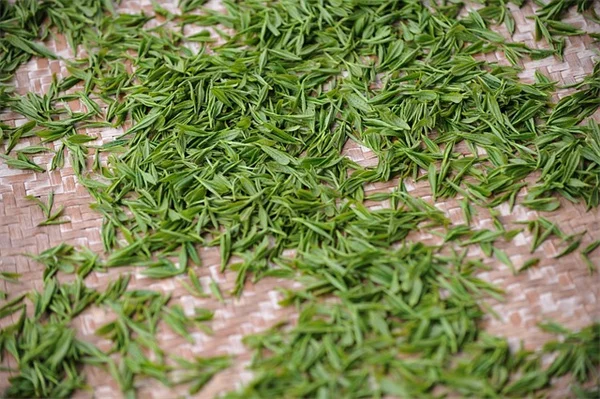 寒さに強い観葉植物8選：冬の窓辺で失敗しない育て方のコツ