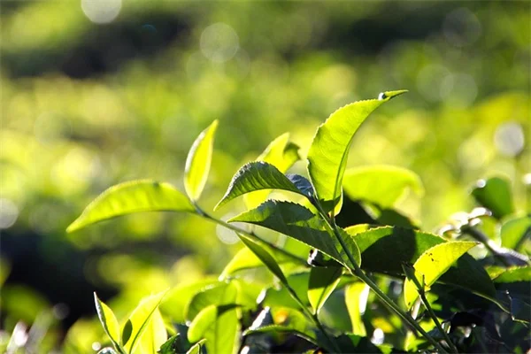 寒さに強い観葉植物8選：冬の窓辺で失敗しない育て方のコツ