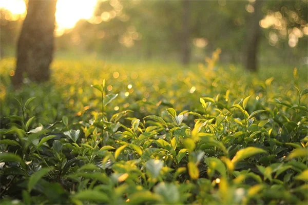 笑える植物名の由来を徹底解説。思わず吹き出す名前10選