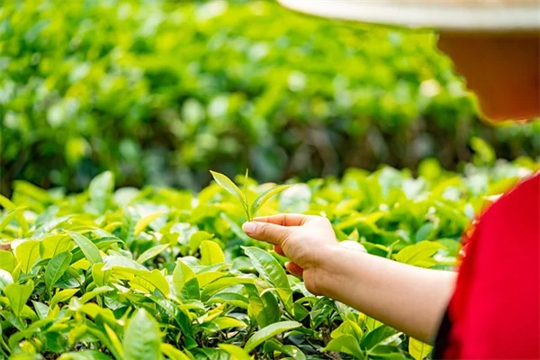 アスターがもっと咲く！私が実践した植える場所と育て方の秘訣