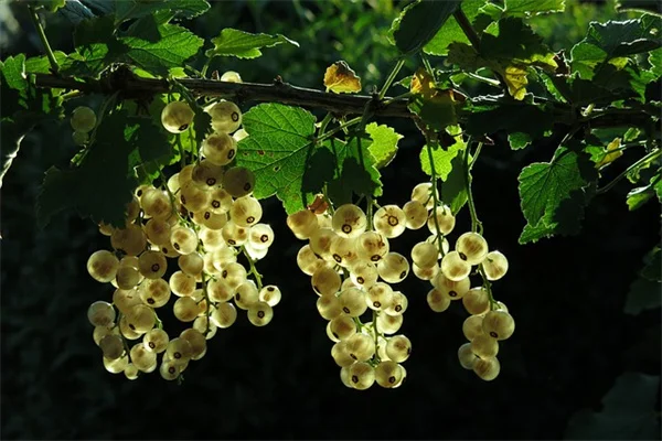 プロも使う！花束がぐっと引き締まるダークグリーンの葉っぱ5選【実例あり】