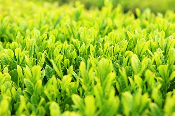 多肉植物「ETの指」を選ぶべき理由：経験者が語る3つのコツ